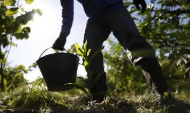 Governo Lança PNDBio para Impulsionar Bioeconomia Nacional até 2035