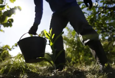 Governo Lança PNDBio para Impulsionar Bioeconomia Nacional até 2035