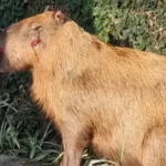 Capivara agredida leva MPRJ a denunciar seis homens no Rio