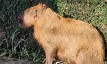 Capivara agredida leva MPRJ a denunciar seis homens no Rio
