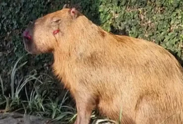 Capivara agredida leva MPRJ a denunciar seis homens no Rio
