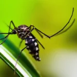 Casos de dengue caem 75% no Brasil em 2026 com avanço de ações de controle