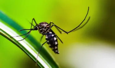 Casos de dengue caem 75% no Brasil em 2026 com avanço de ações de controle