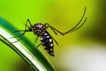 Casos de dengue caem 75% no Brasil em 2026 com avanço de ações de controle