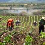Agro de SP emprega 4,3 mi de pessoas e representa mais de 17% da população ocupada no estado