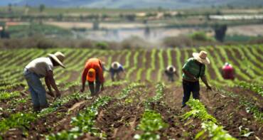 Agro de SP emprega 4,3 mi de pessoas e representa mais de 17% da população ocupada no estado