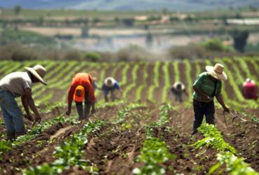 Agro de SP emprega 4,3 mi de pessoas e representa mais de 17% da população ocupada no estado