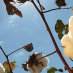 Algodão em pluma atinge maior nível desde julho de 2025 e mercado segue travado no Brasil