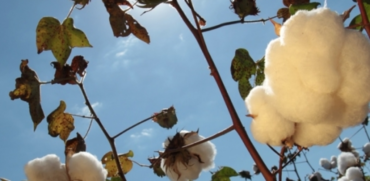 Algodão em pluma atinge maior nível desde julho de 2025 e mercado segue travado no Brasil