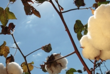 Algodão em pluma atinge maior nível desde julho de 2025 e mercado segue travado no Brasil