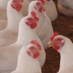 Alta dos fretes interrompe queda no preço do frango no fim de março