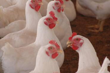 Alta dos fretes interrompe queda no preço do frango no fim de março