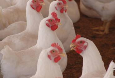 Alta dos fretes interrompe queda no preço do frango no fim de março