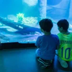 Aquário de Cuiabá une educação bilíngue e acolhimento para crianças autistas em visitas monitoradas