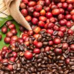 Arábica sobe e robusta recua: mercado de café tem março de movimentos opostos