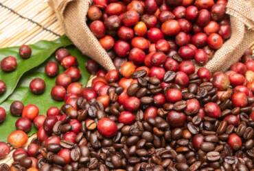 Arábica sobe e robusta recua mercado de café tem março de movimentos opostos