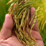Arroz no RS oscila entre necessidade de venda e espera por apoio do governo