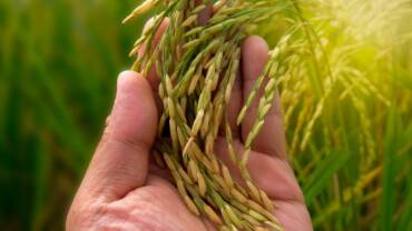 Arroz no RS oscila entre necessidade de venda e espera por apoio do governo