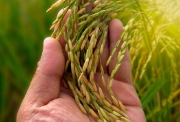 Arroz no RS oscila entre necessidade de venda e espera por apoio do governo