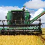 Arroz perde força no Rio Grande do Sul com avanço da colheita e demanda enfraquecida
