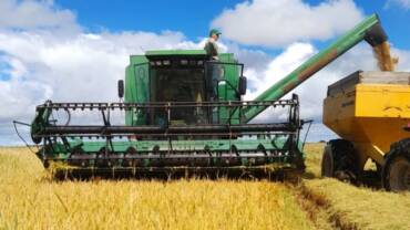 Arroz perde força no Rio Grande do Sul com avanço da colheita e demanda enfraquecida