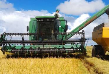 Arroz perde força no Rio Grande do Sul com avanço da colheita e demanda enfraquecida