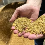 Arroz sobe mais de 11% em março no RS, mas mercado segue travado