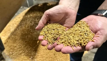 Arroz sobe mais de 11% em março no RS, mas mercado segue travado