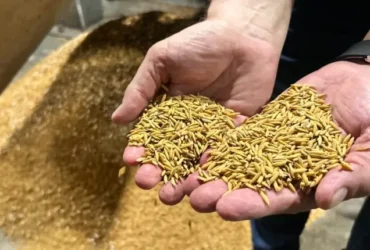 Arroz sobe mais de 11% em março no RS, mas mercado segue travado