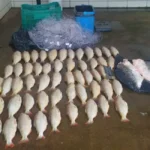 Homem é preso por transporte de pescado irregular em MT