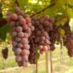 Brasil abre mercado inédito para exportação de uvas ao Azerbaijão e amplia presença internacional do setor