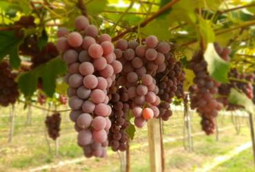 Brasil abre mercado inédito para exportação de uvas ao Azerbaijão e amplia presença internacional do setor
