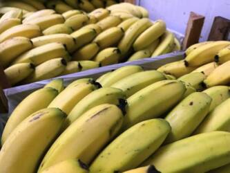 Safra avança, nanica recua e prata sobe: mercado da banana muda de ritmo no país