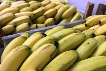 Safra avança, nanica recua e prata sobe: mercado da banana muda de ritmo no país