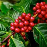 Café perde força em abril e robusta atinge menor preço em mais de um ano