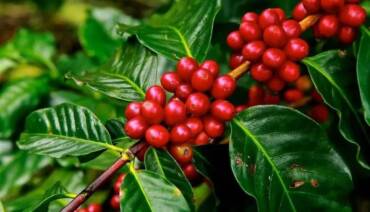 Café perde força em abril e robusta atinge menor preço em mais de um ano
