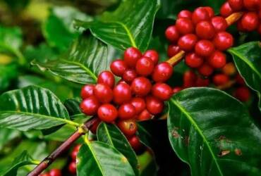 Café perde força em abril e robusta atinge menor preço em mais de um ano