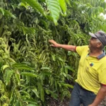 Café garante renda e recomeço para famílias da agricultura familiar no norte de Mato Grosso