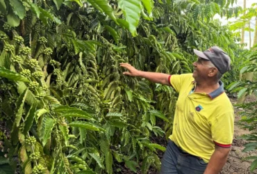 Café garante renda e recomeço para família de Castanheira com apoio do MT