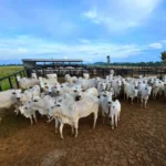 Pecuária: Campanha obrigatória de atualização de rebanho em MT começa nesta sexta-feira (01/05)