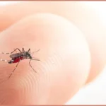 Chikungunya em Sorriso: o sintoma de uma crise que vai além da saúde