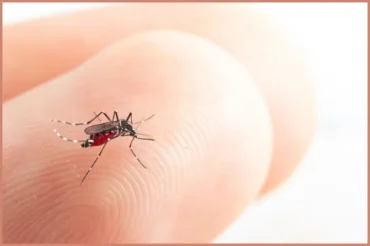 Chikungunya em Sorriso