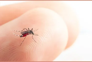 Chikungunya em Sorriso