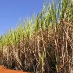 Conab prevê produção de cana-de-açúcar em 709,1 milhões de toneladas na primeira estimativa da safra 2026/27