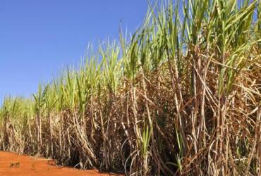 Conab prevê produção de cana de açúcar em 709,1 milhões de toneladas na primeira estimativa da safra 2026 27