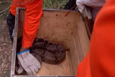 Resgate de cobras jiboia mobiliza bombeiros em duas cidades