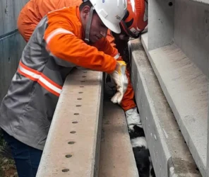 Sinop: resgate de cachorro preso entre postes de concreto