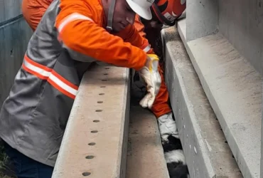 Sinop: resgate de cachorro preso entre postes de concreto