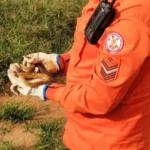 Bombeiros resgatam cascavel em residência e boipeva em fábrica em cidades de Mato Grosso entre quarta e quinta-feira