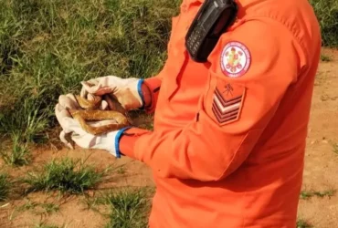 Resgate de serpentes em Mato Grosso